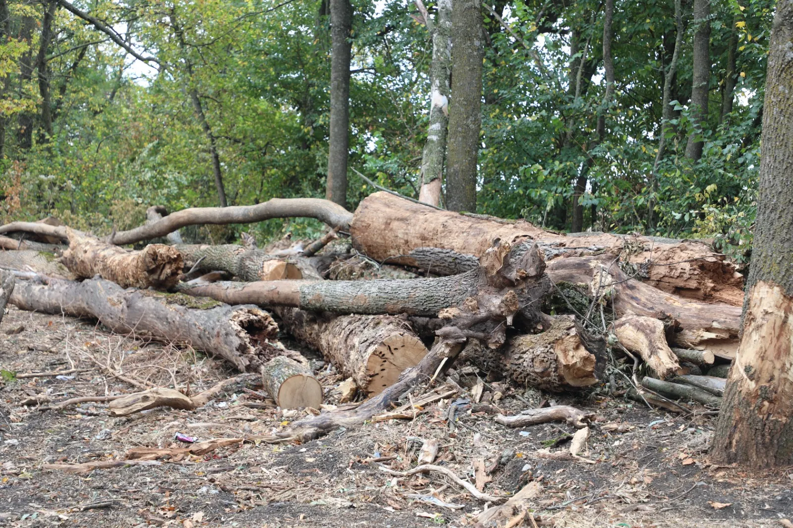 Peste 1.600 de arbori uscați sunt extrași din Crângul Petrești - Actualitatea Vranceana