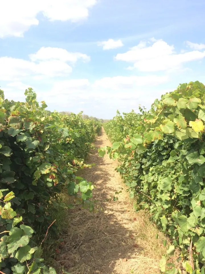Viticultorii pot solicita sprijin pentru asigurarea recoltei până pe 15 octombrie - Actualitatea Vranceana
