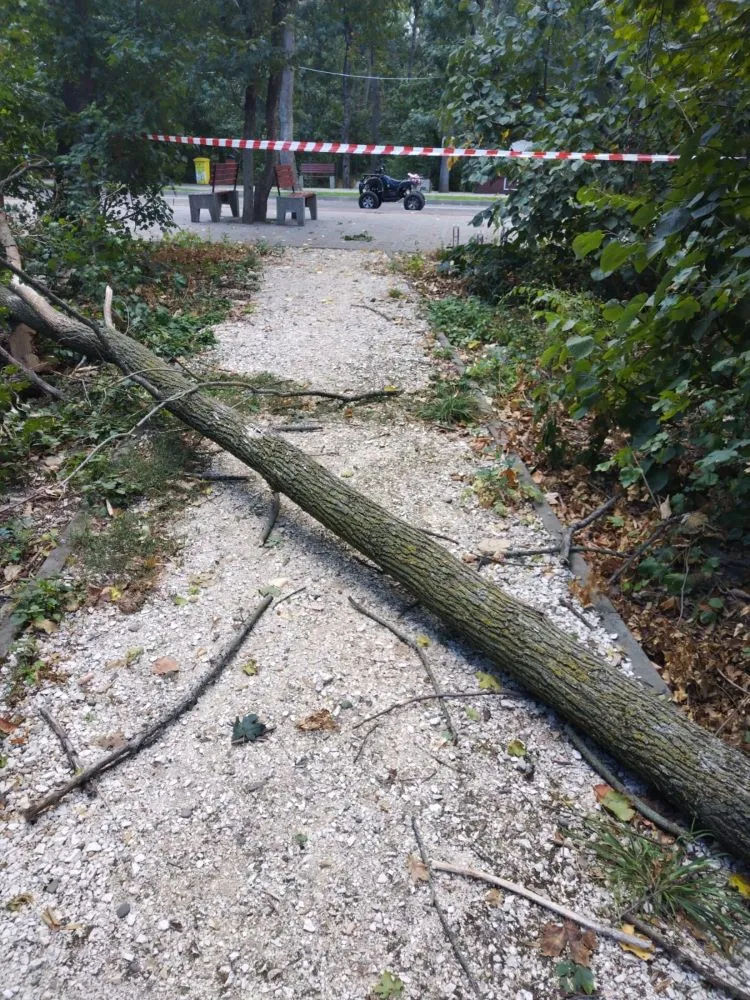 FOTO Consiliul Județean Vrancea intervine în Crângul Petrești pentru siguranța vizitatorilor și protejarea pădurii. Peste 1.600 de arbori uscați sunt extrași